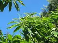 Edelkastanie Castanea sativa