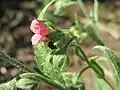 Gewöhnliche Hundszunge Cynoglossum officinale