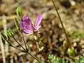 Gewöhnlicher Reiherschnabel Erodium cicutarium