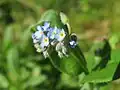 Acker-Vergissmeinnicht Myosotis arvensis