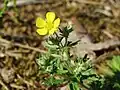 Silber-Fingerkraut Potentilla argentea