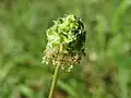 Kleiner Wiesenknopf Sanguisorba minor