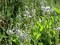 Echter Ehrenpreis Veronica officinalis