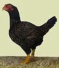 Henne, fasanenbraun