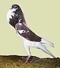 Täuber, rotgeherzt
