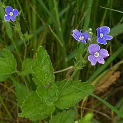 Gamander-Ehrenpreis (Veronica chamaedrys)