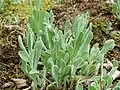 Sand-Strohblume Helichrysum arenarium