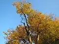 Hainbuche (Carpinus betulus)