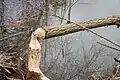 Biberspuren am Igelsbachsee