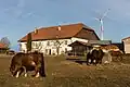 Bauernhaus und Freiberger Pferde