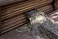 Brächete: Flachs vorbrechen