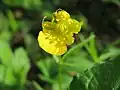 Ranunculus auricomus