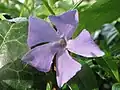 Vinca minor
