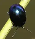 Blaue Farbvariante