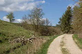 Kalkmagerrasen