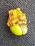 Andricus quercuscalicis ("Knopperngallwespe")
