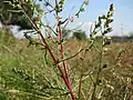 Artemisia campestris