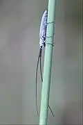 Seitenansicht