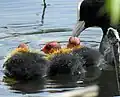 Blessralle mit frisch geschlüpften Küken auf dem Aradosee