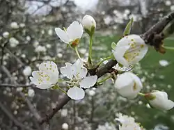 Blüten der Kirschpflaume (Prunus cerasifera) am 19. März 2018, Commons: Frühling 2018 im Gartenschaupark Hockenheim
