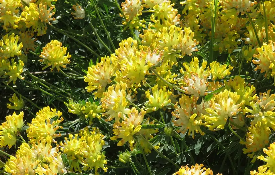 Echter Wundklee (Anthyllis vulneraria)