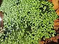 Lemna minor