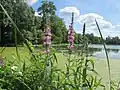 Lythrum salicaria