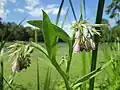 Symphytum officinale