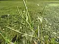 Epilobium tetragonum