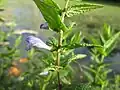 Scutellaria galericulata