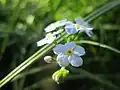 Myosotis scorpioides