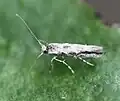 Phyllonorycter cf. issikii, Winterform