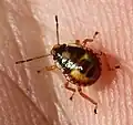 Nymphe 6 Tage später