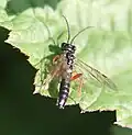 Männchen