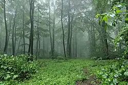 2019 Arten- und strukturreicher Naturwald