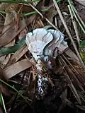 Stereopsis radicans