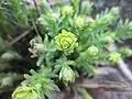 Euphorbia seguieriana