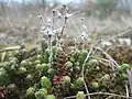Sedum acre