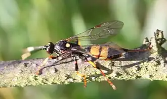 Diphyus palliatorius ♀