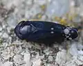 Blauschwarze Form