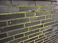 Gemauerte Wand mit Grünbelag