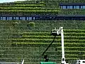 Pflege der Hainbuchenhecken am Kö-Bogen II