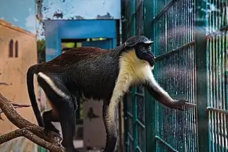 Dianameerkatze (Cercopithecus diana)