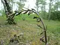 Epipactis atrorubens
