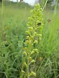 Neottia ovata