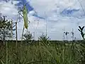Mantis religiosa im Naturschutzgebiet Birzberg