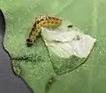 Raupe
