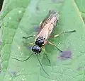 Apethymus filiformis, Weibchen