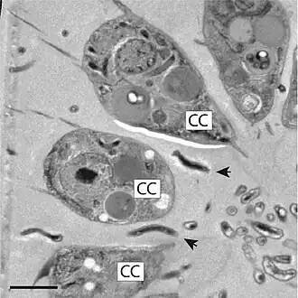 Die TEM-Aufnahme zeigt spiralförmige Bakterien (Pfeilspitzen) zwischen den Choanozyten (CC) einer Kolonie von B. monosierra. Balken: 2&nbsp;µm.