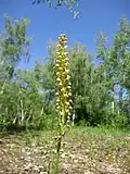 Orchis anthropophora